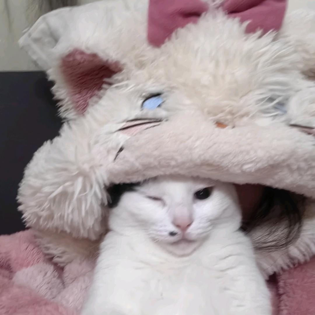 AAA专业摸鱼陈太