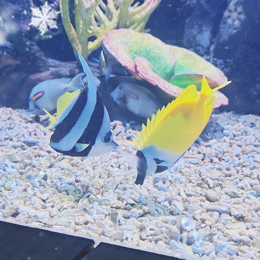 东莞海立方-蟹老板