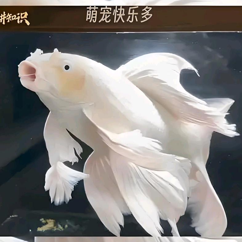 猛犸