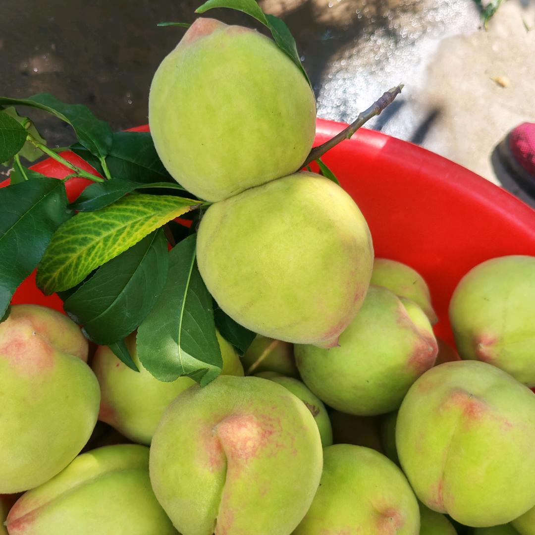 财神爷的小跟班