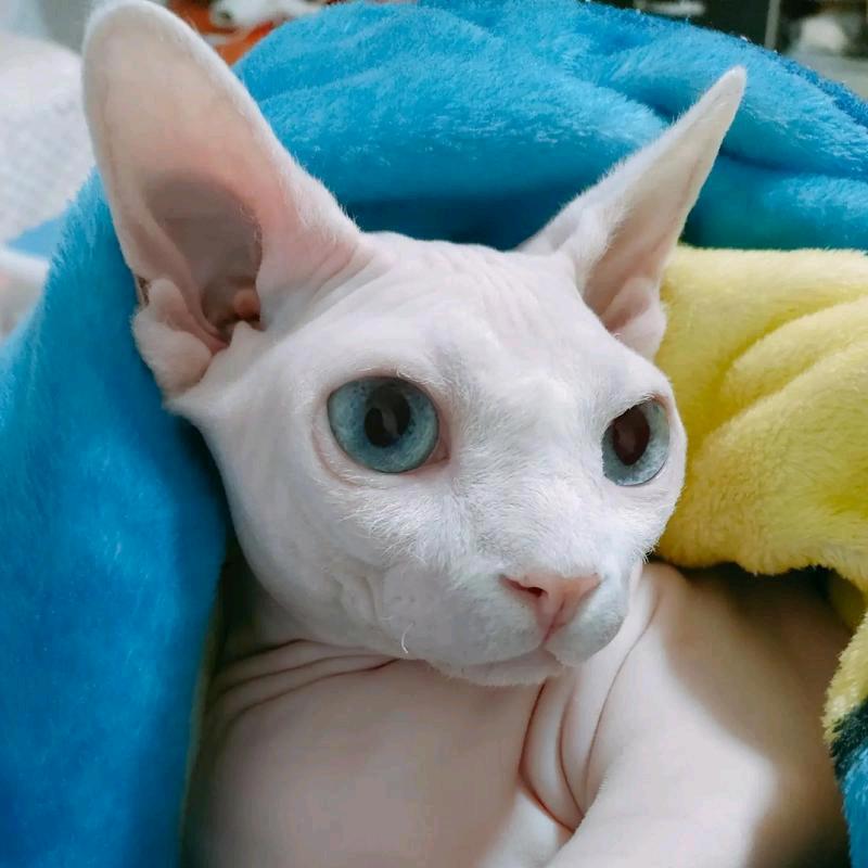 斯芬克斯猫