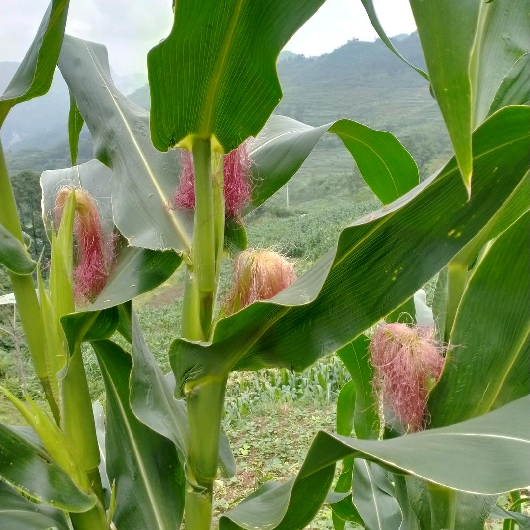 小燕子，拒绝私聊