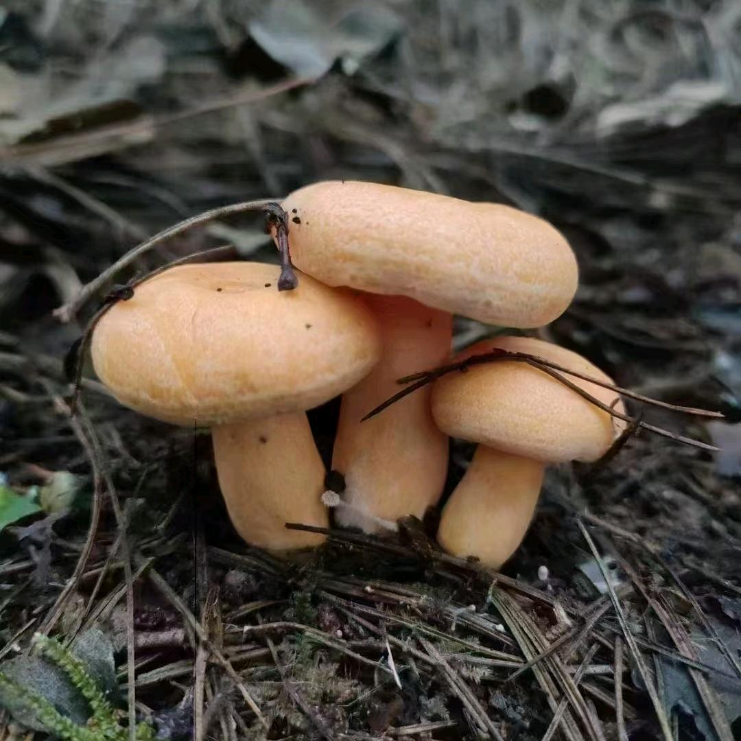 恩施土特产供应（生活号）