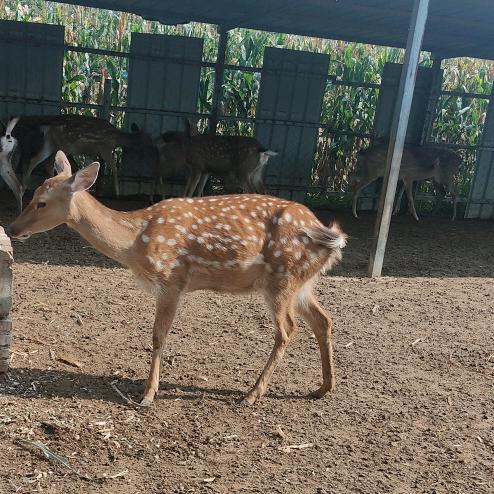 生财有鹿🦌