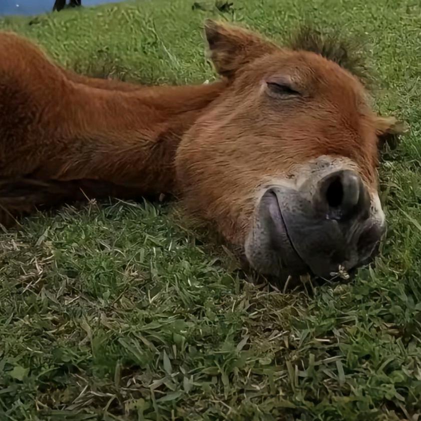 深紫色的一代椒王