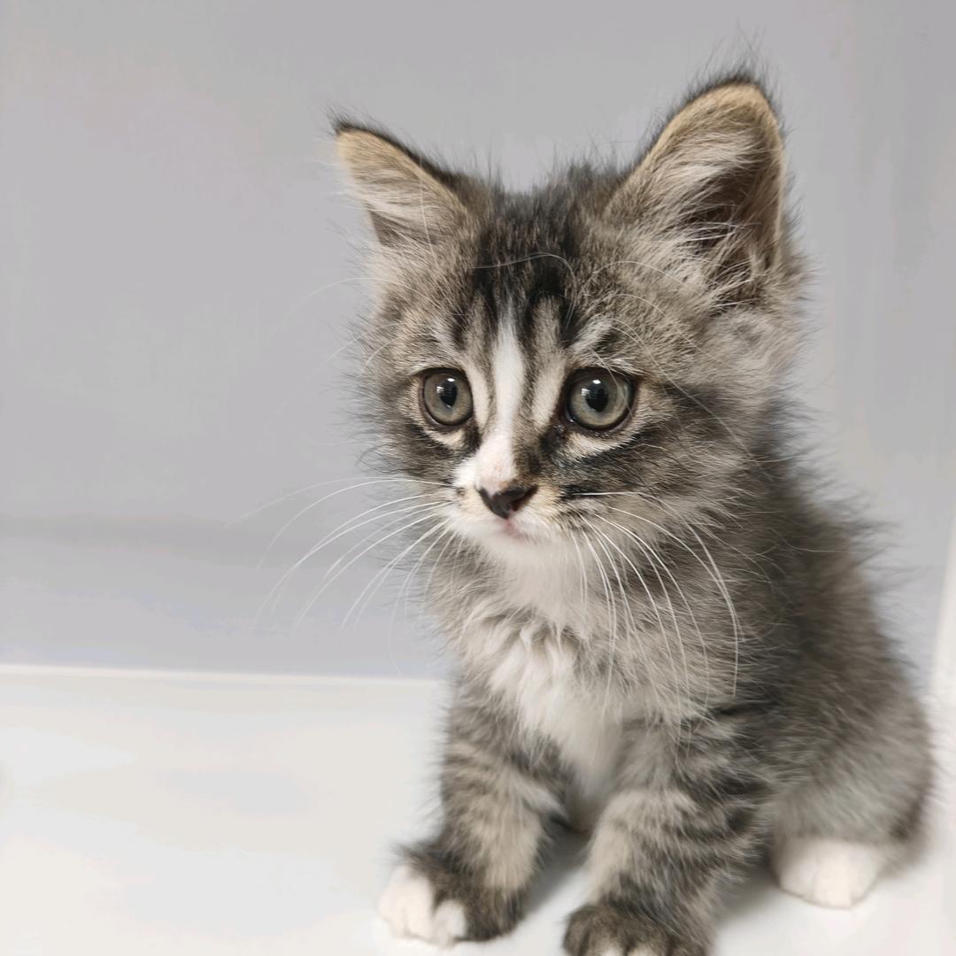 兜兜是只猫