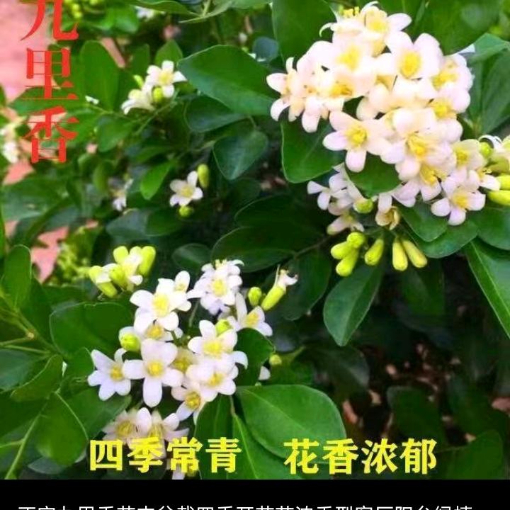 忠肝义胆