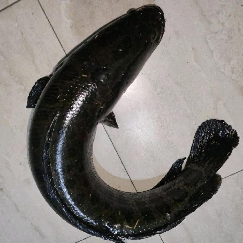 杭州曾师傅渔具公司