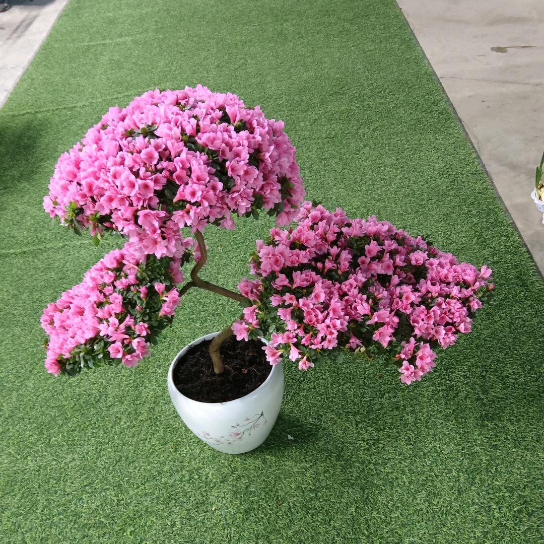 柠檬公主。