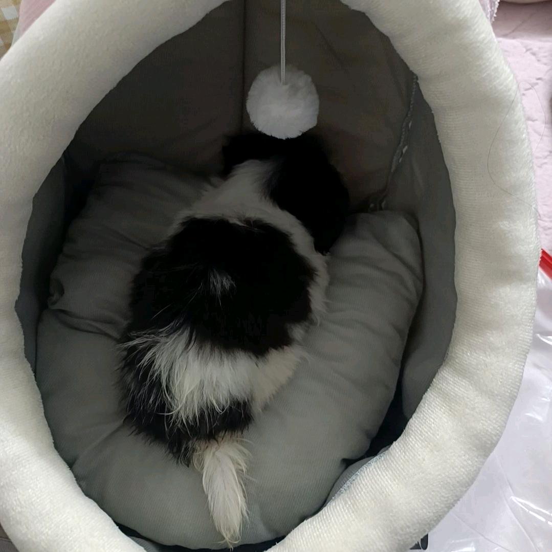 只会比耶🐶
