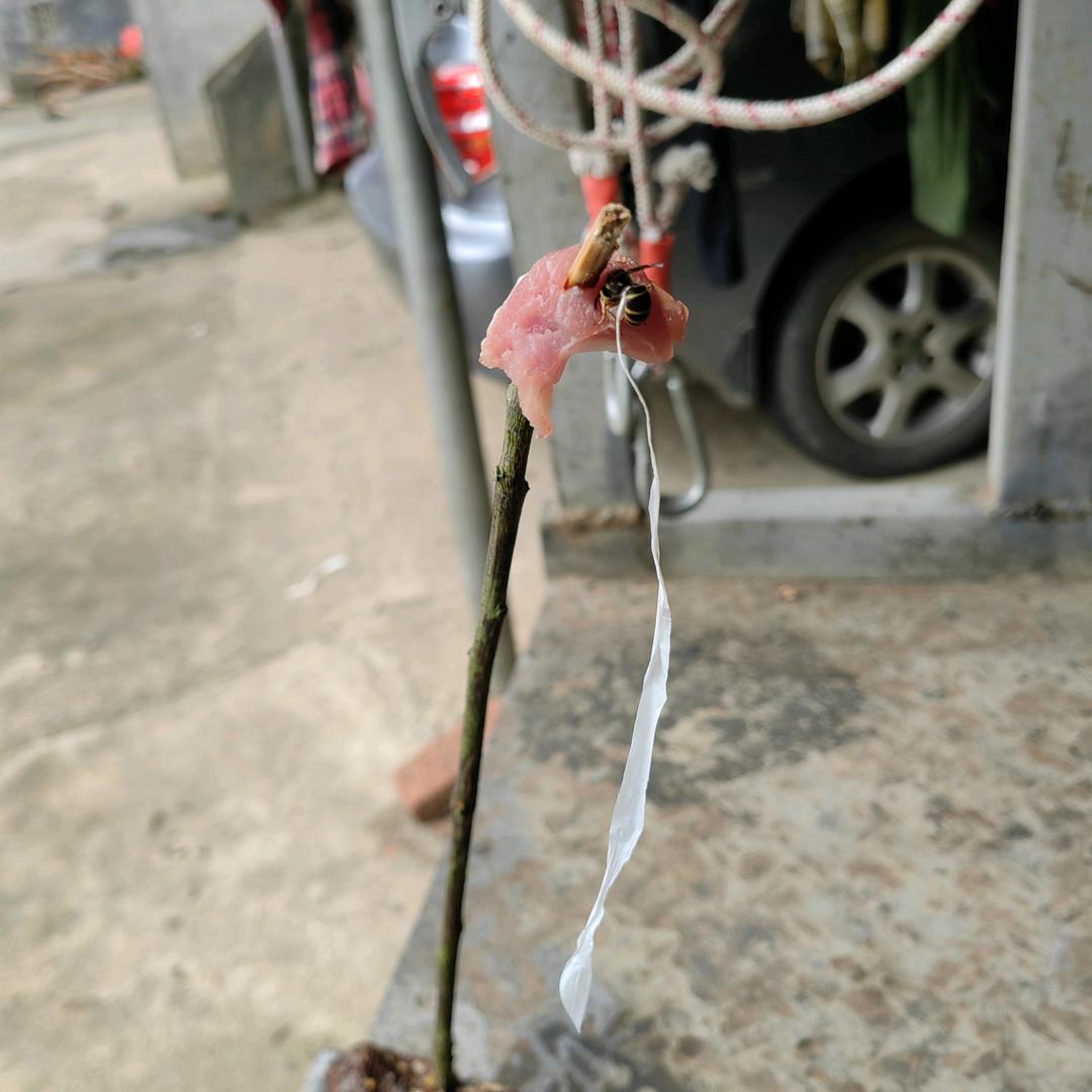 户外玩🐝🐝🐝🐝