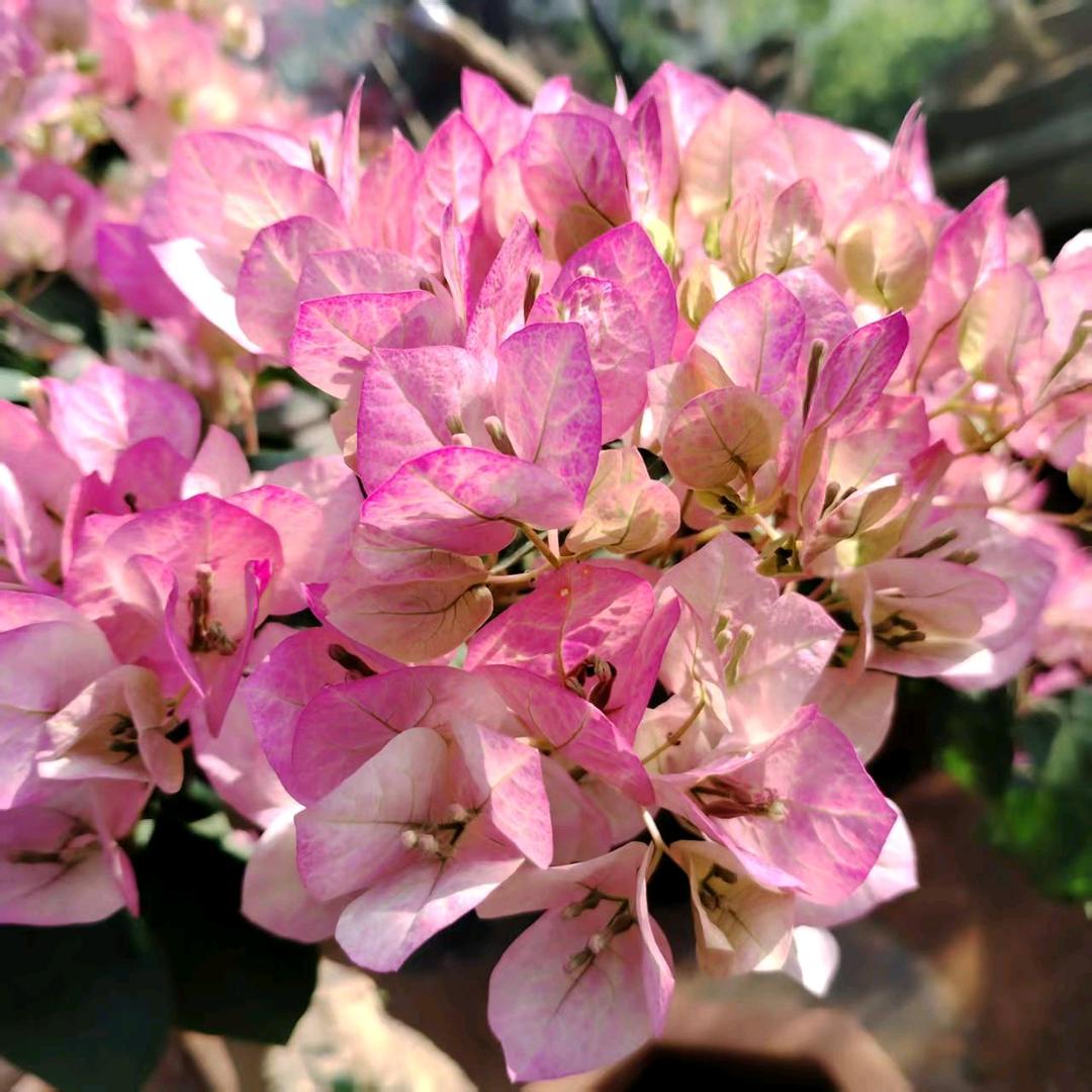 二师兄花卉种植园