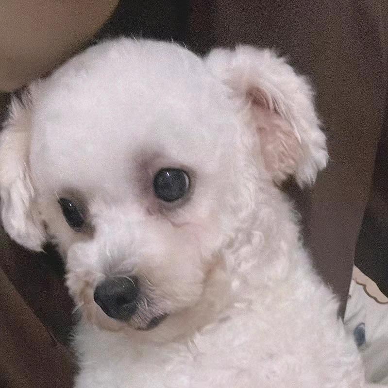 汪喵养成日常☞🎁⬆️