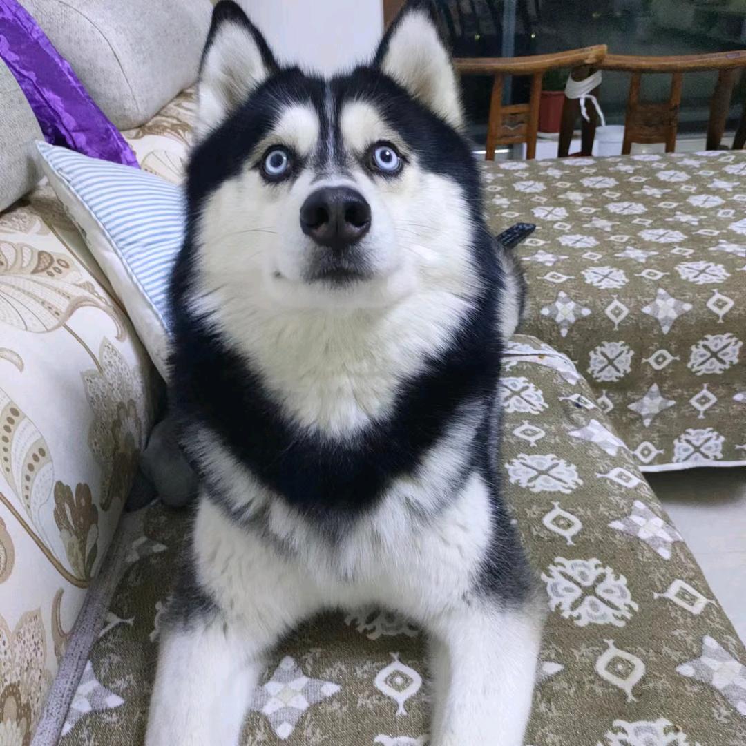 红苹果