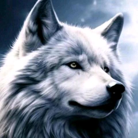 黑狼🐺