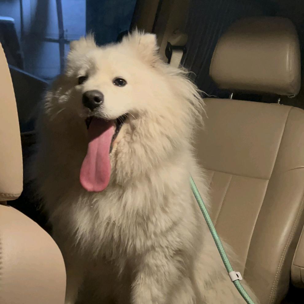 我的小狗叫耶耶