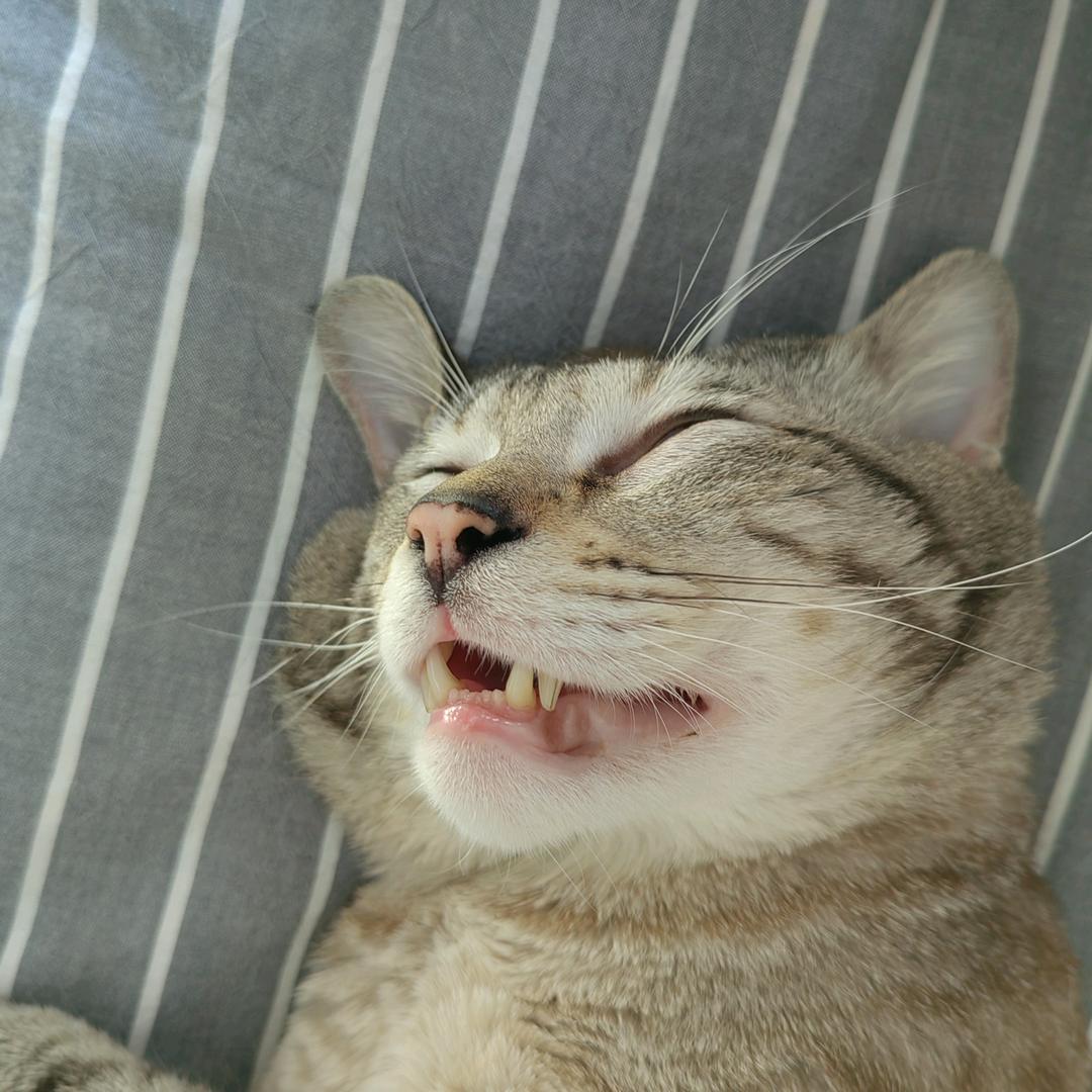 茉莉.