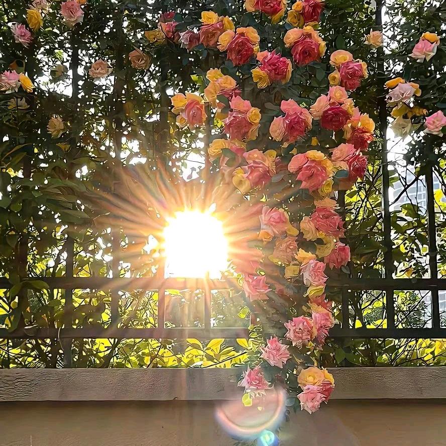 锦鲤小富婆吖