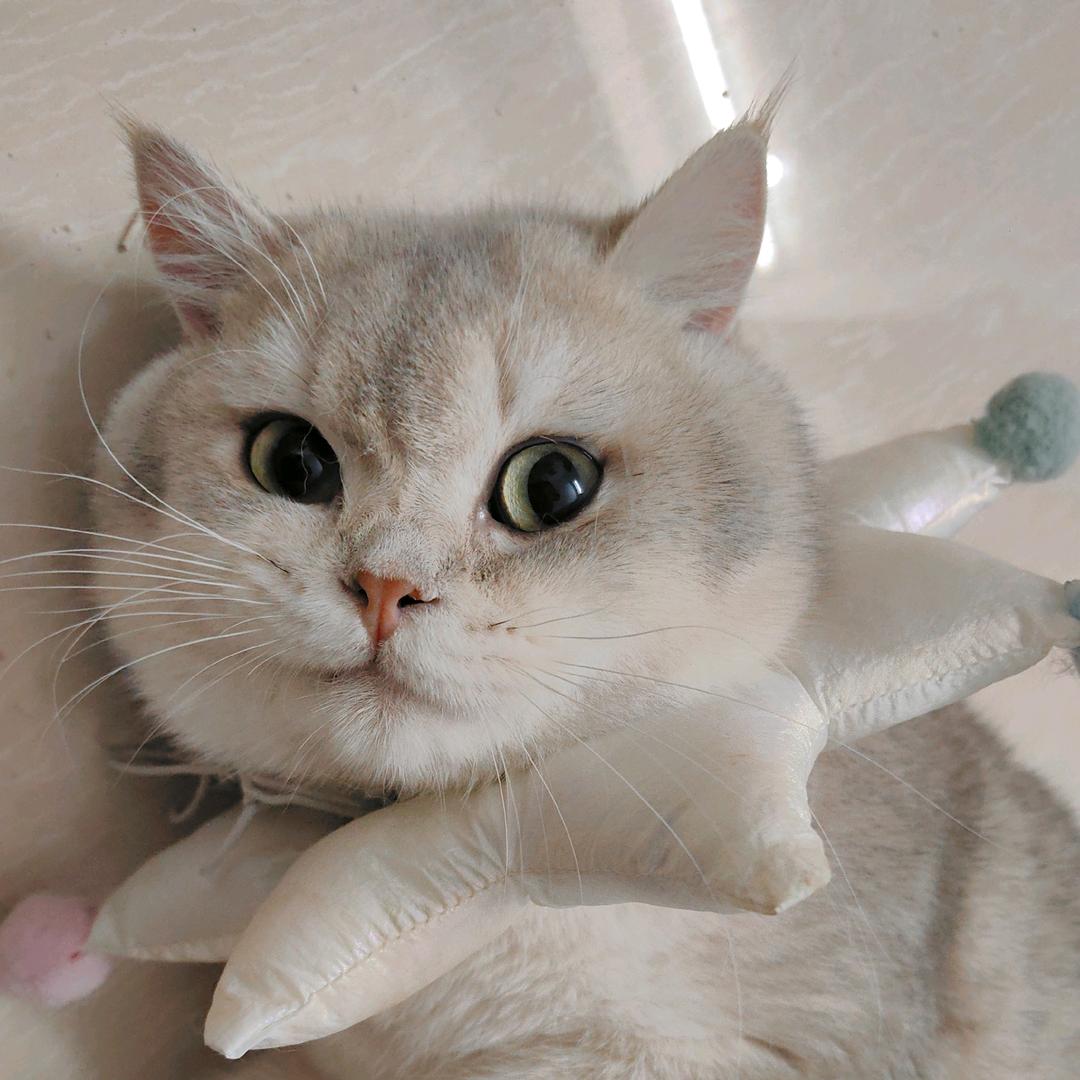JANY与猫