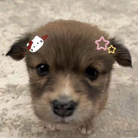 坠明