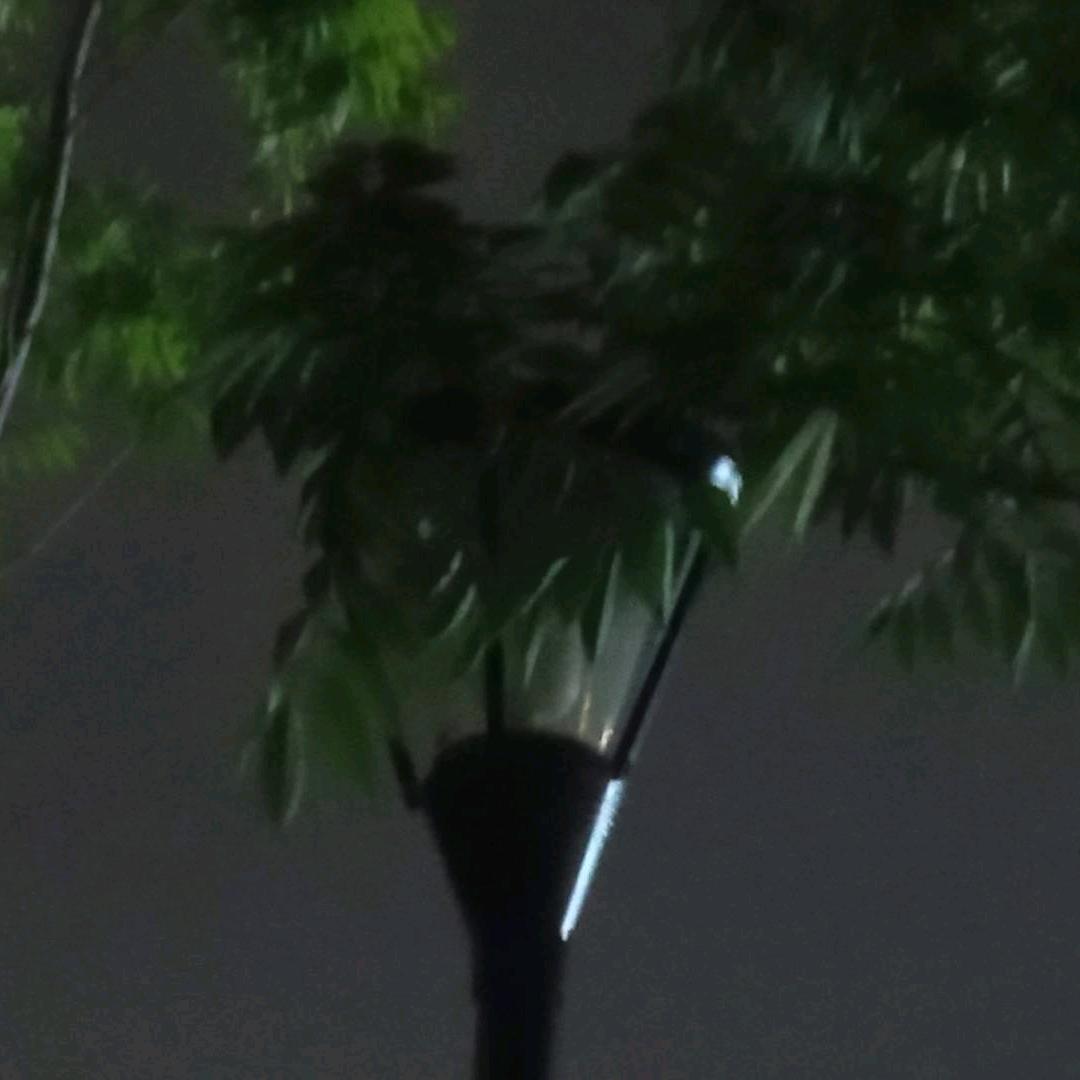 自由的氧气头像