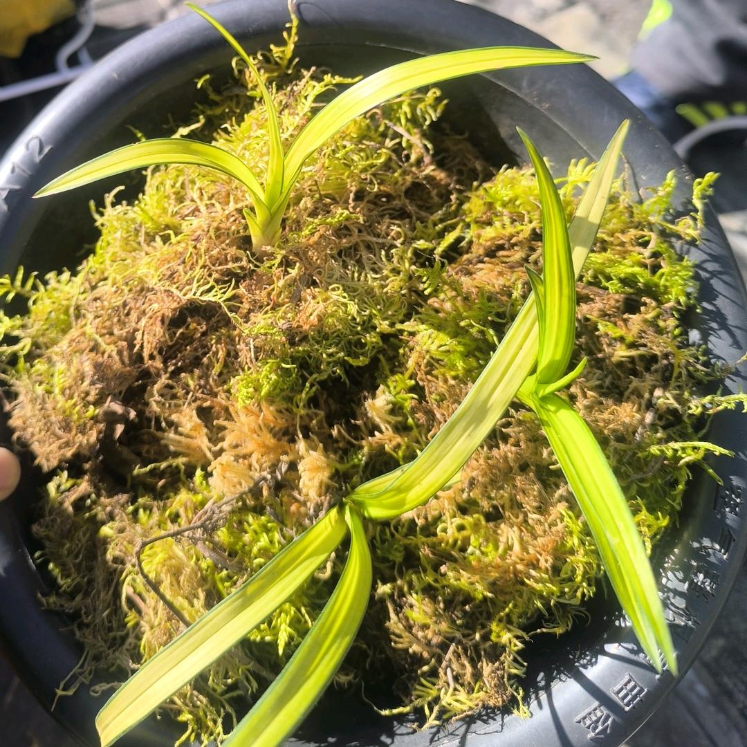 金菊园艺 +土特店