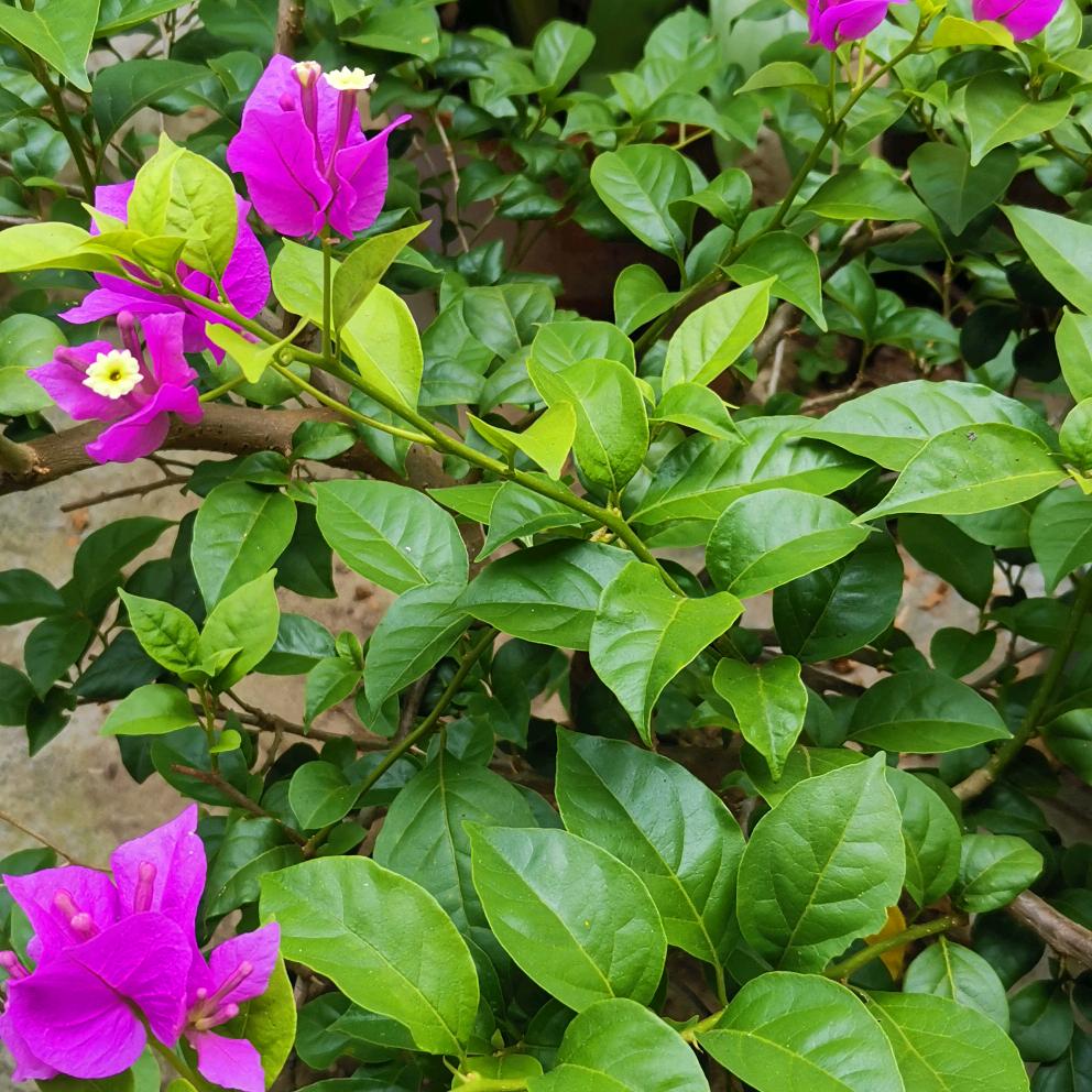 逗号