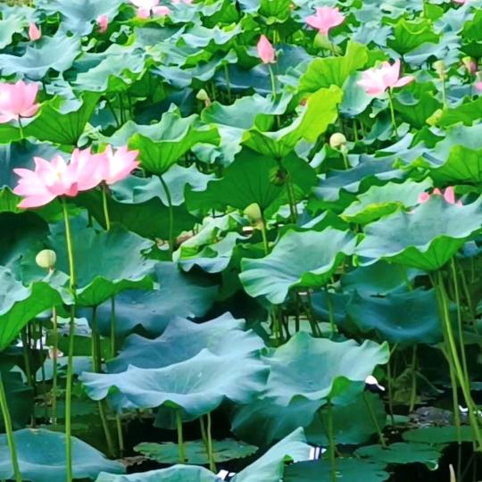 芸妹