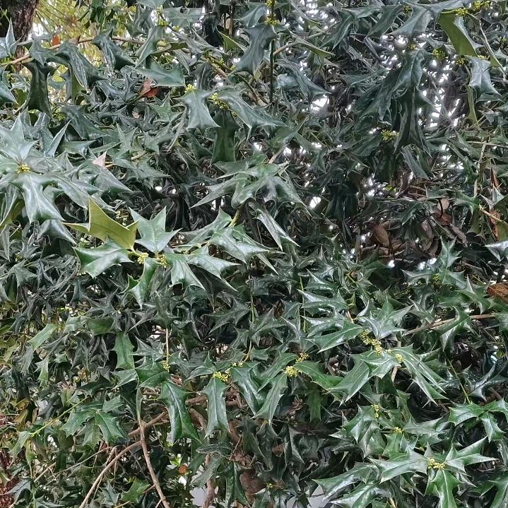 若茜