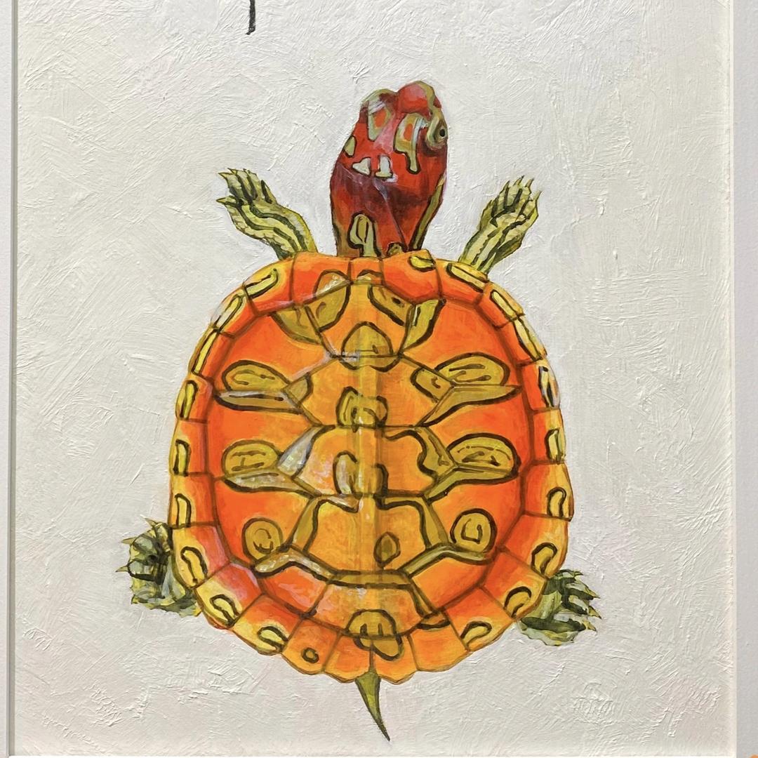 U米萌宠巴西龟的头像