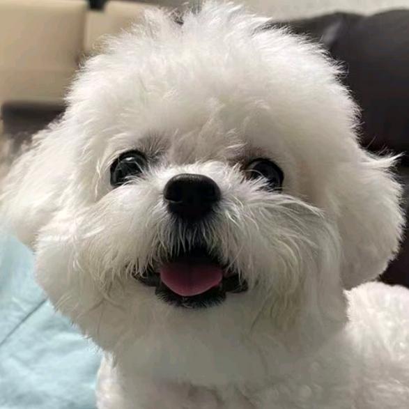 我的小狗叫八月