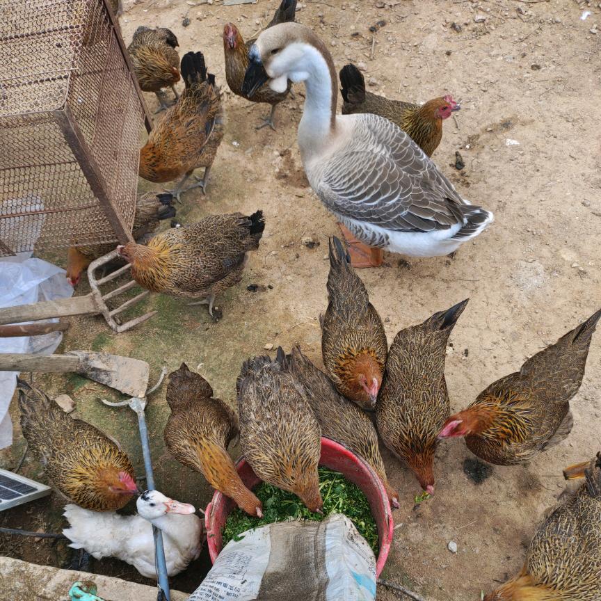 小陈高山散养，鸡，鸭，鹅