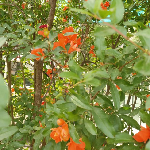 蓝田玫瑰🌹