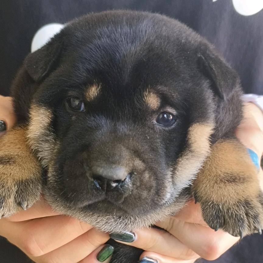 田园犬(珍珠)