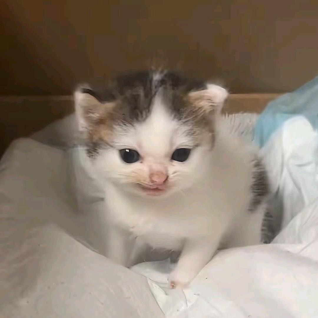 脏脏包