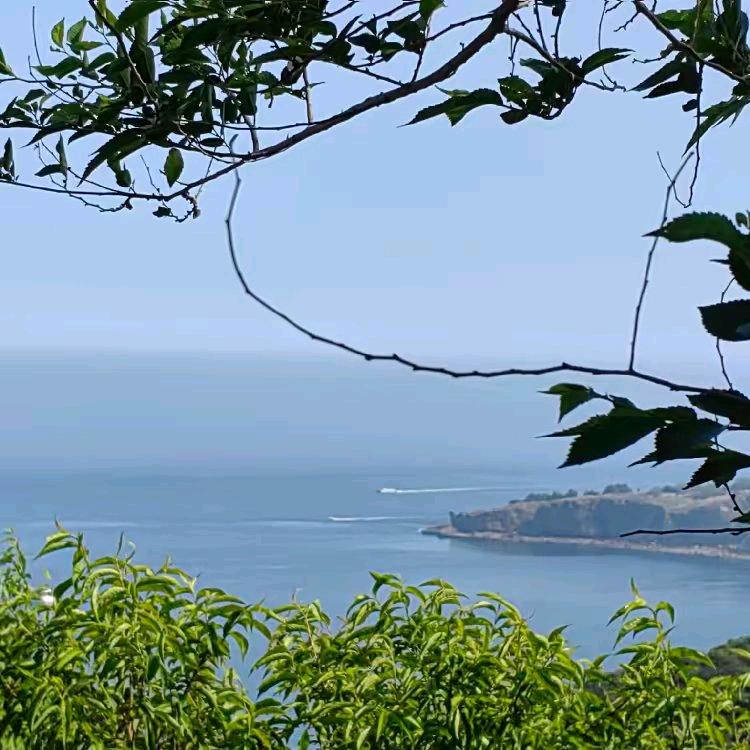 丽枝