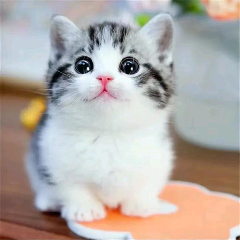 馋嘴猫🐱