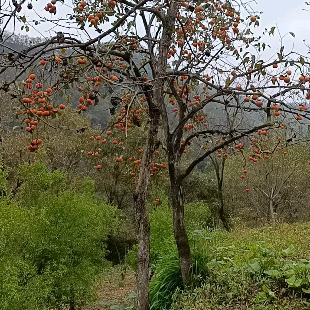 栾川云水湾民宿