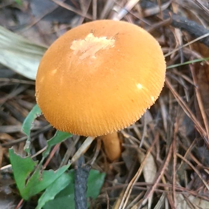 蘑菇