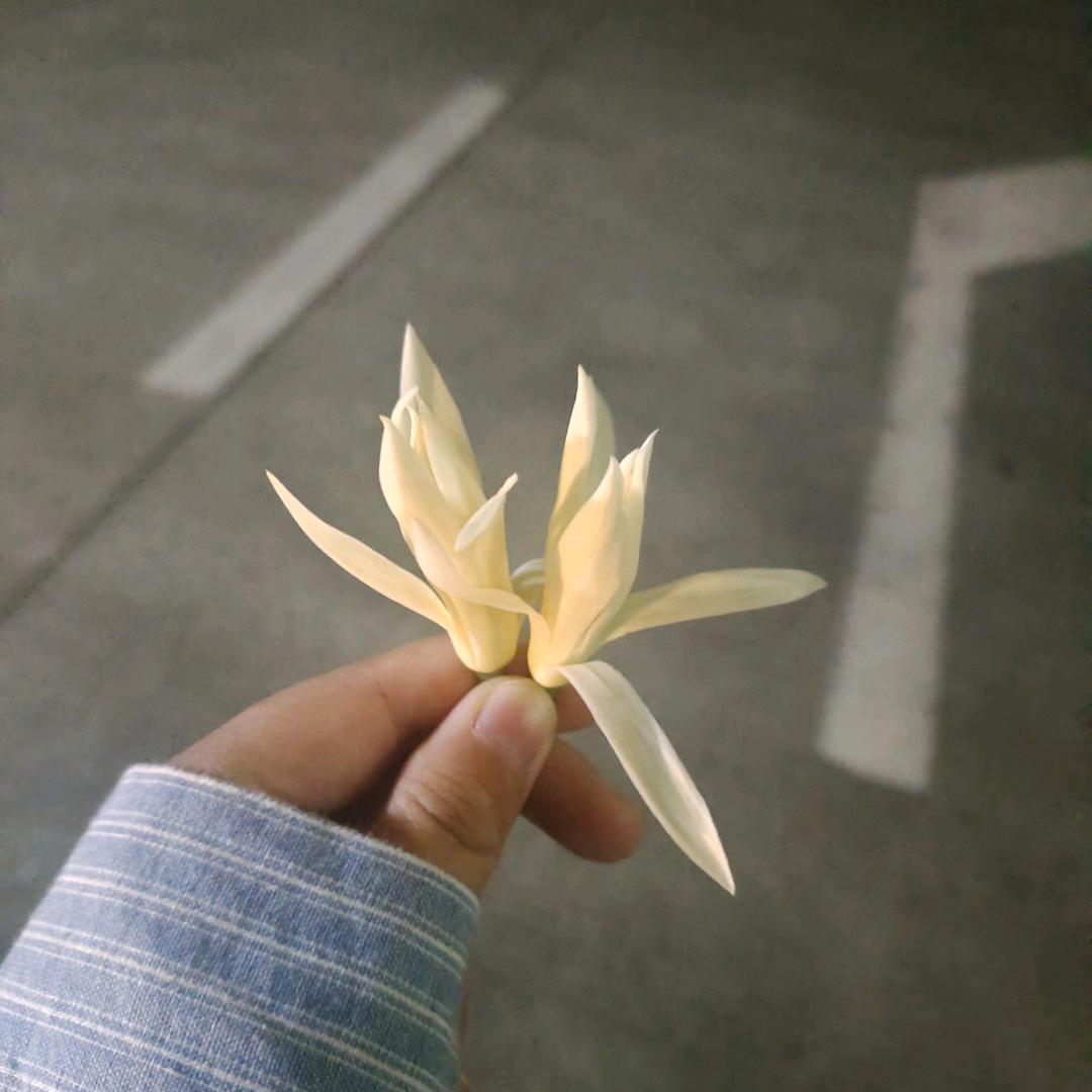 LyL娅丽