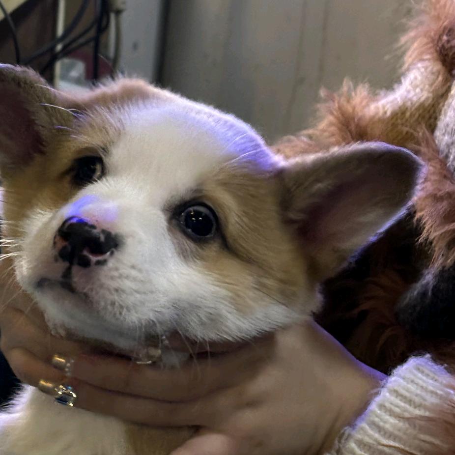 肉包儿（篓子姐）