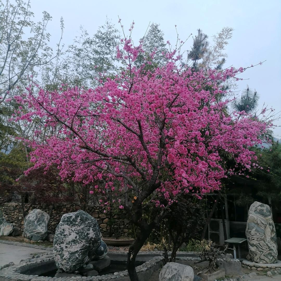 红梅