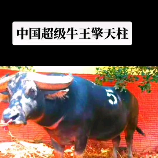 🚩🚩🚩山神斗牛🚩🚩🚩