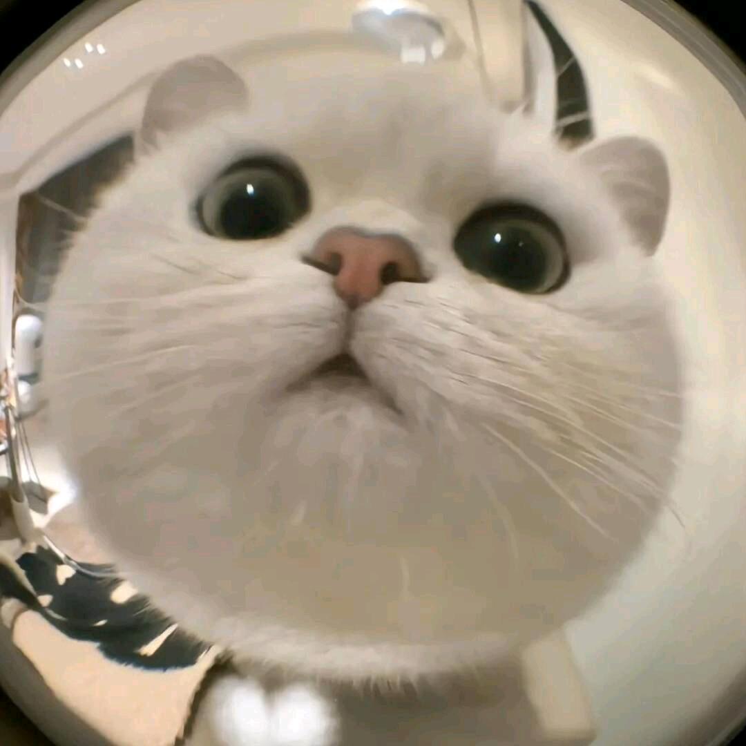 月衣