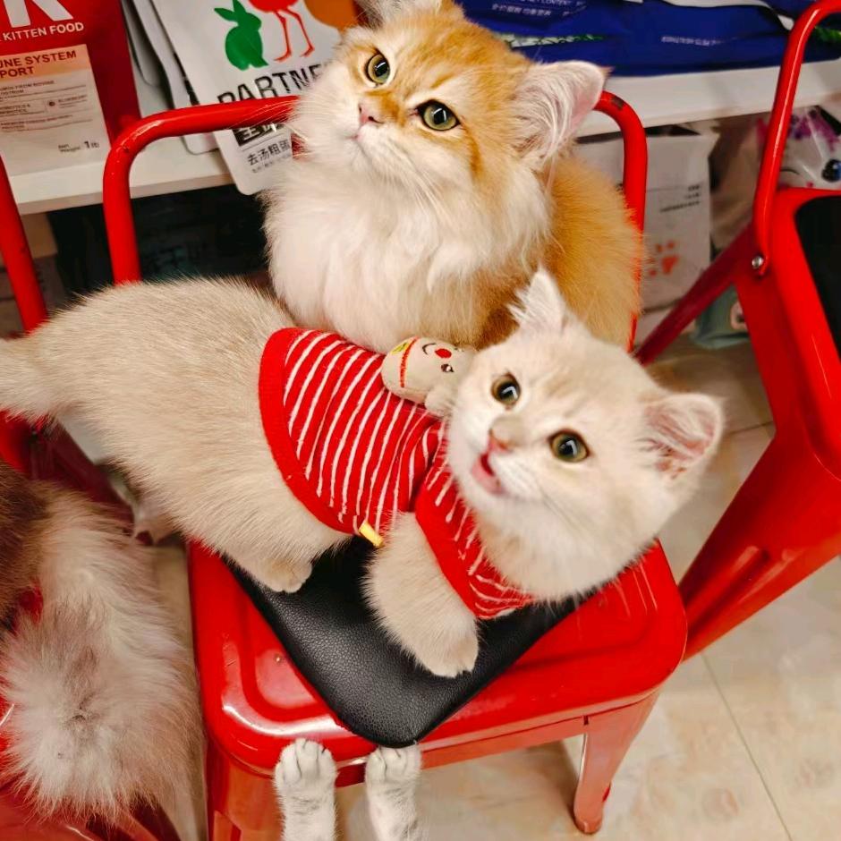 云阳城中城负一楼贪吃喵