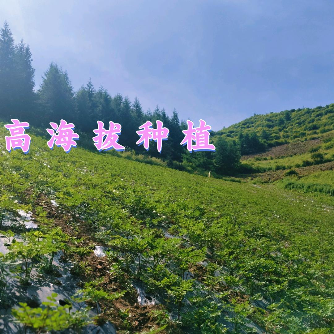 岷县菊农源农产品经营部