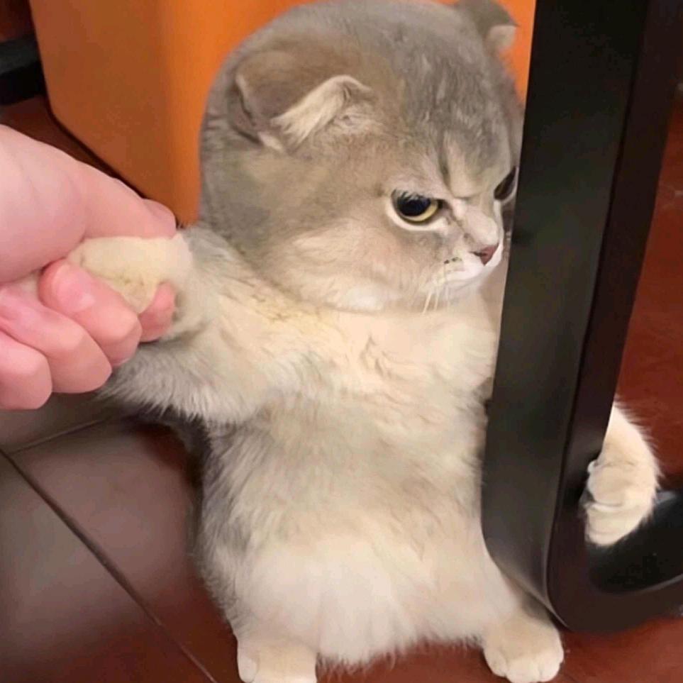 猪油丿仔