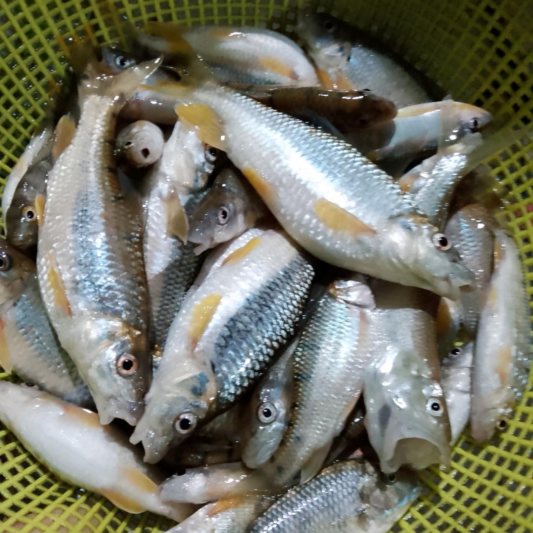 中华土蜂
