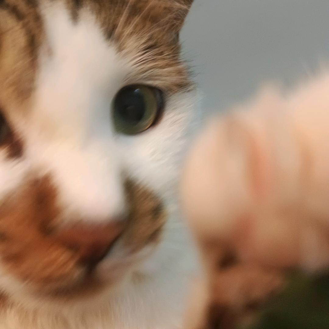 花花是只公猫