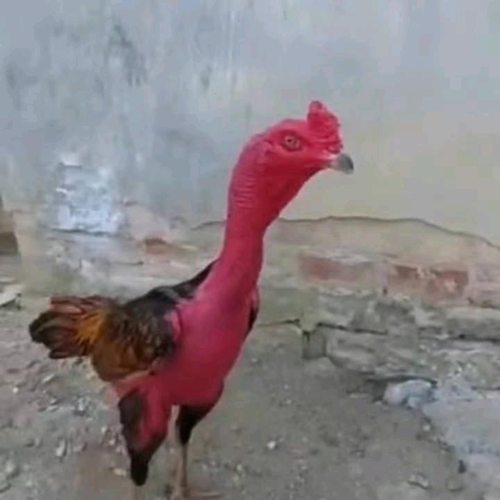 自然就是刁难